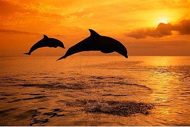 《女神异闻录345》捆绑包上架各平台 打包买更划算